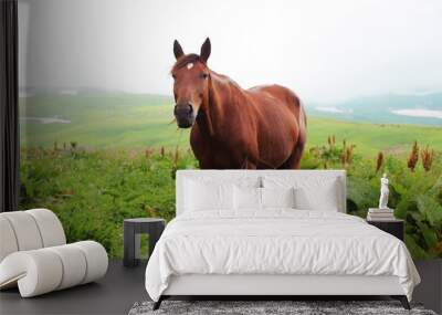 A hobbled brown horse grazes in green meadows in the mountains of the Northern Biosphere Reserve Wall mural