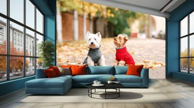 Portrait of two dogs friends west highland white terrier and yorkshire terrier playing in the park on the autumn foliage. gold nature. dog in red pullover and grey coat Wall mural