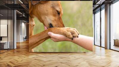 Dog and owner bond team scene: Close-up of a human hand holding a dog paw Wall mural