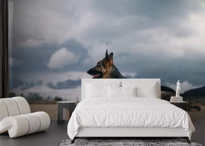 a german shepherd is in a large field. the ground is brown dirt. it is a very cloudy and looks like it is going to rain. you can see some trees and mountains in the background.and the gsd is beautiful Wall mural