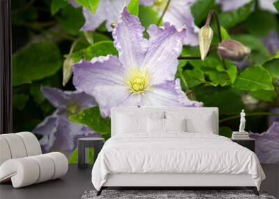 light blue clematis Wall mural