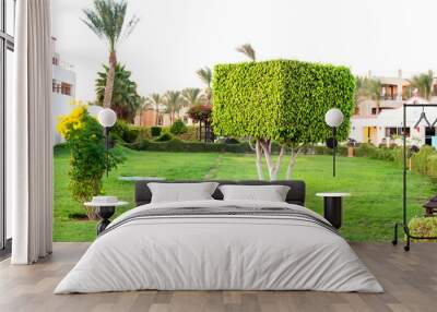 square topiary tree in egyptian formal garden. summertime outdoo Wall mural