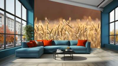 Field of ripe rye on sunny day Wall mural