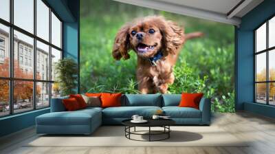 Happy dog running Wall mural