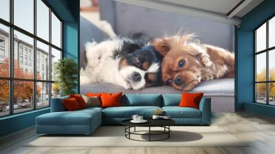 Two dogs resting together on the armchair Wall mural