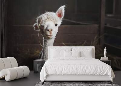 White alpaca on the farm Wall mural