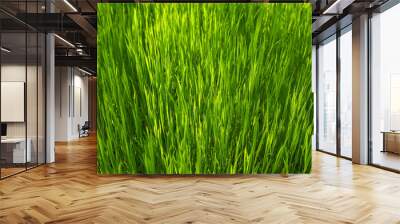 green grass background Wall mural