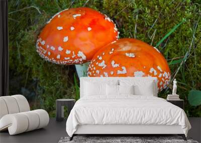 two fly agarics Wall mural