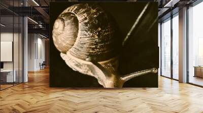 Snail Wall mural