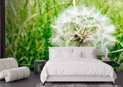 dandelion seed head on background of green grass Wall mural