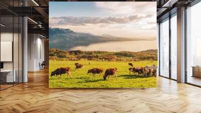 Many young cows graze on alpine pasture with amazing view of swiss lake Geneva on background Wall mural