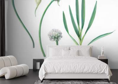 Garlic Plant Pencil Illustration Isolated on White Wall mural