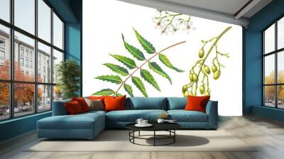 Neem tree leaf, flowers and fruit pencil illustration isolated on white Wall mural