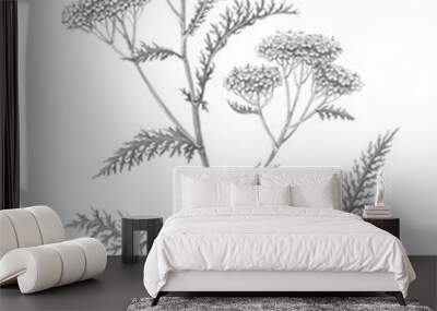 Yarrow Pencil Illustration Isolated on White Wall mural