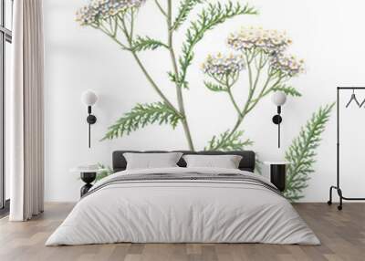 Yarrow Pencil Illustration Isolated on White Wall mural