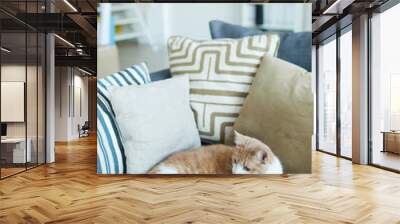 Cute cat lying on sofa in the empty living room at home Wall mural