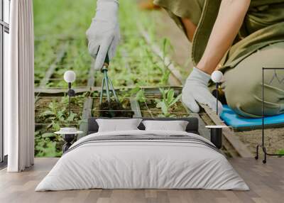 Person tending to young plants in a garden bed while wearing gloves and using gardening tools for nurturing and cultivating growth in home garden setting Wall mural