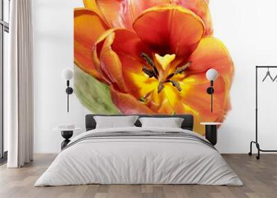 tulip with(since) sheet, becommed flabby, on(upon) white backgro Wall mural