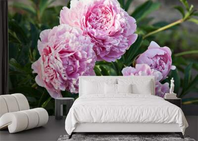 Shrub pink peonies in the garden Wall mural