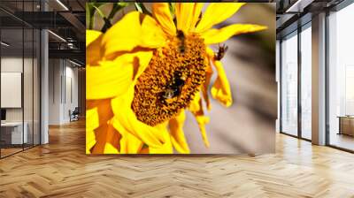 Two insects bumblebee on a flower sunflower Wall mural