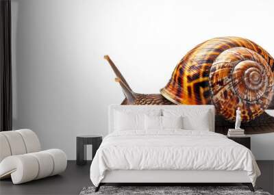 A small brown and tan snail is crawling across a white background Wall mural