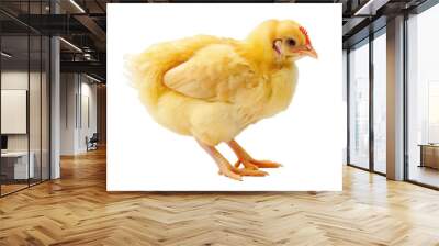 chicken isolated on white Wall mural