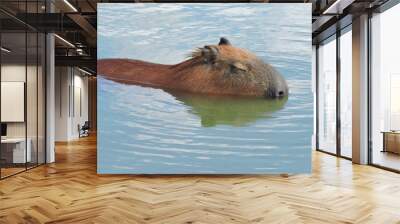 Capybara Wall mural