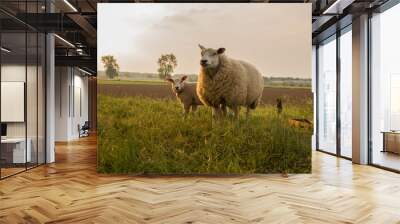 mother and child Sheep in the meadow on a beautiful summer day in the netherlands Wall mural