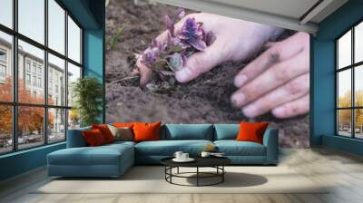 Two man hands planting a young tree or plant while working in the garden, seeding and planting and growing, farmers hands care of new life, environment, spring, nature, plants concept Wall mural