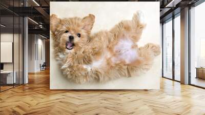 Cute maltipoo puppy relaxing with belly up Wall mural