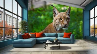 Lynx in the zoo. Wall mural