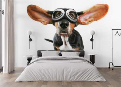 a basset hound with his ears flying away wearing goggles isolate Wall mural