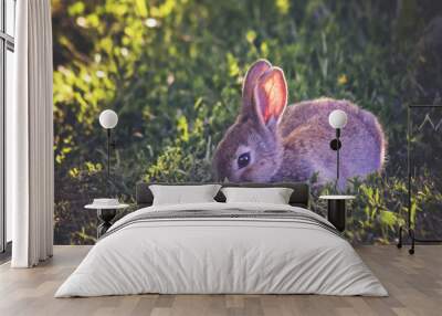 a cute little bunny eating leaves in a local park at sunset with the light shining on its ears Wall mural