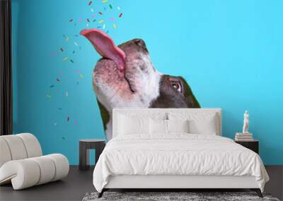 cute dog isolated in a studio shot with a colorful background eating sprinkles from a doughnut Wall mural