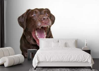 cute dog studio shot on an isolated white background Wall mural