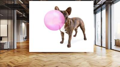 cute french bulldog isolated on a white background blowing a huge pink bubble with gum Wall mural