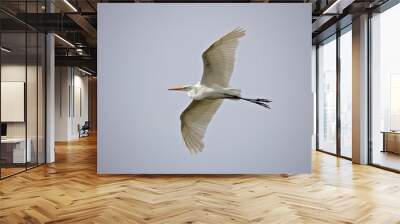 great white egret flying in a smoke filled sky on a hot summer day Wall mural