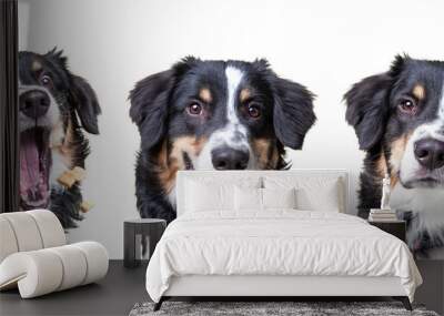 studio shot of a dog on an isolated background Wall mural