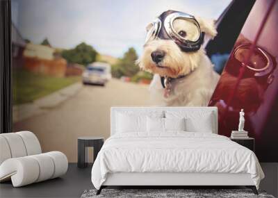 west highland white terrier with goggles on riding in a car with the window down through an urban city neighborhood on a warm sunny summer day toned with a retro vintage instagram filter Wall mural