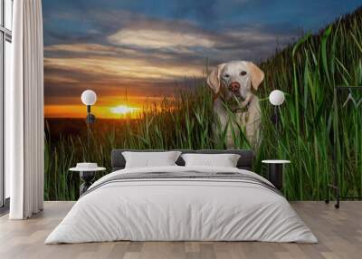 Yellow lab in tall grass during a beautiful sunset on a hot summer evening in the hills Wall mural