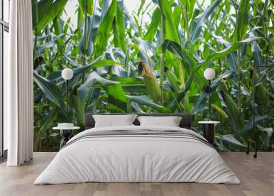 An ear of corn growing off one of the stalks in a corn field. Wall mural