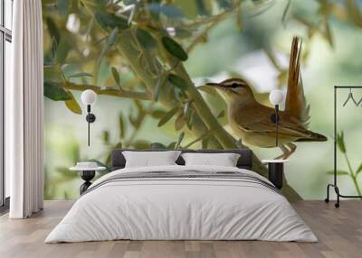 Rufous-tailed scrub robin perched in an olive tree Wall mural