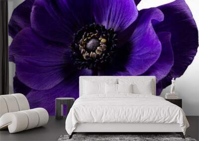 Purple flower Anemone isolated transparent PNG Wall mural