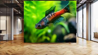 In the aquarium with plants and stones. The spinytail has a variety of color varieties including red, orange, yellow, blue and green. Wall mural