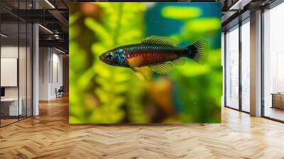 In the aquarium with plants and stones. The spinytail has a variety of color varieties including red, orange, yellow, blue and green. Wall mural