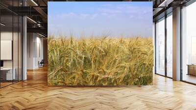 wheat field against a bright blue sky Wall mural