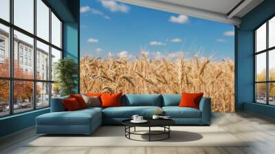 Golden wheat field on blue sky background  Wall mural