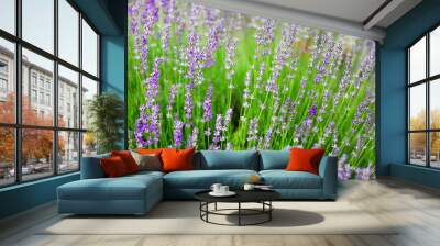 a large flowerbed of beautiful spring flowers outside in the spr Wall mural