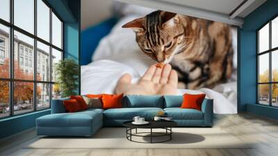 Pet owner feeding cat with dry food granules from hand palm. Man woman giving treat to cat. Beautiful domestic striped tabby feline kitten sitting on a bed in bedroom. Wall mural