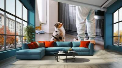 Pet owner training puppy dog to obey. Cute small dog pet sitting on floor looking up on its owner. Furry friend puppy waiting for treat food. Home life with domestic animal. Well behaved animals. Wall mural